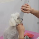 이뻐질개 이미지