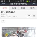 파양 이동봉사 부탁드려요(오늘. 구이동-＞상봉동) 이미지