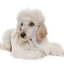 스타동물의료센터 이미지