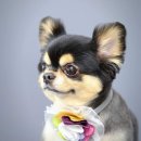 멍멍펫스토어 이미지