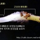 한국춘란(韓國春蘭)의 발아(發芽) 원리와 관리 04(뿌리)/(한배관54) 이미지