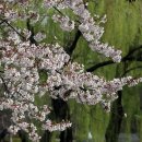 용산가족공원 | 서울 벚꽃 명소 용산가족공원 벚꽃 출사 후기
