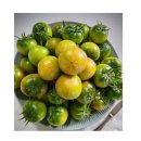 토마토 - 춘천시 서부대성로 136-1 | 토마토