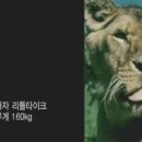 사자약품 이미지