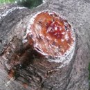 송진농장 이미지