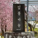 병곡마을 입구화장실 | 거창 병곡 임불마을 수양벚꽃 25년 실시간 개화현황