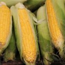 덕암농원 이미지