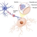 신경전달물질 보충이 꼭 필요한 이유 이미지