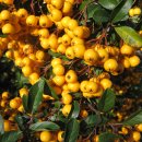 피라칸타(Pyracantha angustifolia Schneid)열매의 효능 이미지