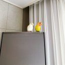 앵무새둥지 | 모란앵무새 용품 내돈내산 후기｜앵무새 텐트침대 발톱갈이 사다리 회전볼 장난감 케이지 꾸미기
