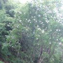 산포초등학교 | 나주시 산제식산등산로 &#34;나라꽃 무궁화 심고 이름표달기&#34; 식목행사~?