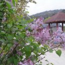 대파니힐링팜 이미지