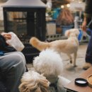 멍푸치노 이미지