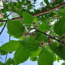 회원동167 이미지