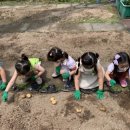 피피쿠스유치원 이미지