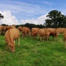 추진목장 이미지