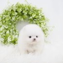 도도한강아지 이미지