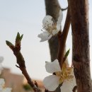 댕댕그라운드 이미지