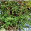 대흥 은행나무길 이미지