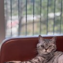 미사늘봄동물병원 | 고양이 만성설사 췌장염 치료 후기+처방사료와 약 복용 후기 (늘봄동물병원 양주)