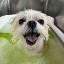 애견식단 이미지