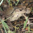 두꺼비PC 이미지