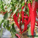 영월고등학교 이미지