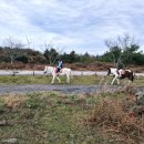 으뜸목장 | 제주 동쪽 말타기 체험 조랑말체험공원 후기 초등학생 아이랑 엄마의 첫 승마