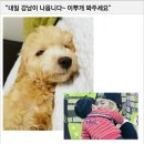 이뿌개 이미지