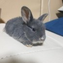 토린세스 이미지