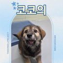 사랑둥이 코코의 구조스토리입니다~ 이미지