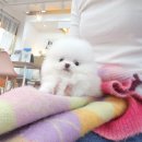 베리독 강아지고양이 평택본점 이미지