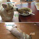 회색늑대요새 | 6월은 나의 거짓말