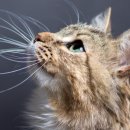 고양이 수염 이미지