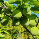 진남관(유물전시관) 이미지