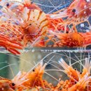 석이네횟집 - 고성군 토성로 44-12 | 석이네횟집