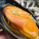 소청도 | 농사 펀드 소청도 어촌계 자연산 홍합 섭 구매 후기