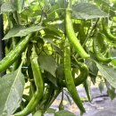 한스메디팜 이미지