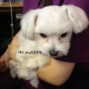 와이(y) 동물병원 이미지