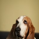 바셋하운드 이미지