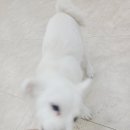 댕댕가르텐 강아지애견유치원호텔 | 사랑으로 돌보는 부산강아지유치원 부산애견호텔 강아지유치원 댕댕가르텐 연산점