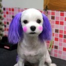 펫시스터즈 이미지