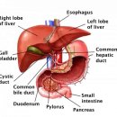 엘동물병원 이미지