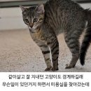 멍멍이 미용실 이미지