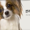 pet 108어3944 | 강아지 알러지 검사 (알러지 검사 종류, 원인, 알러지 종류)