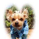 써리 독 이미지