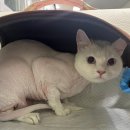 고양이미용연구소 이미지