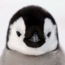 화