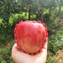 예산농장 이미지