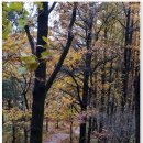 가을비에 촉촉히 젖은 계족산 풍경 이미지